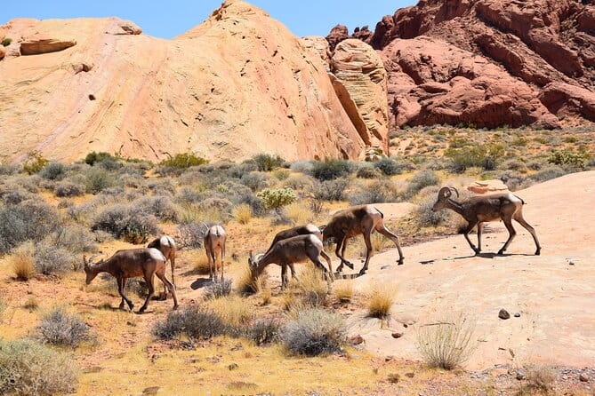 Valley of Fire and Lost City Museum Tour from Las Vegas - The Guide’s Role: Knowledge and Stories