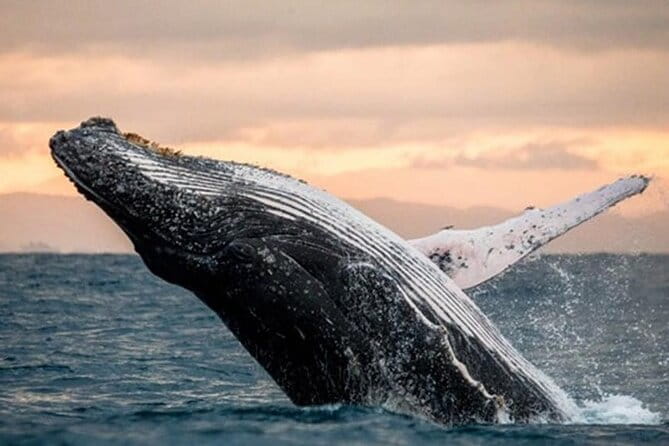 Waikiki Glass Bottom Boat Sunset Cruise - Pricing and Perceived Value
