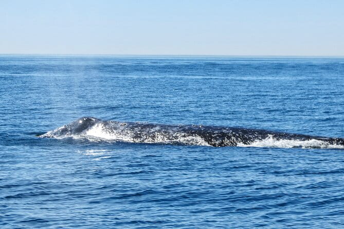 Whale and Dolphin Watching in San Diego - FAQs: Practical Questions Answered