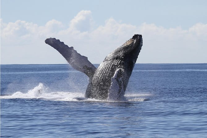 Whale Watch Cruise Aboard The Majestic by Atlantis Cruises - A Few Considerations Before Booking