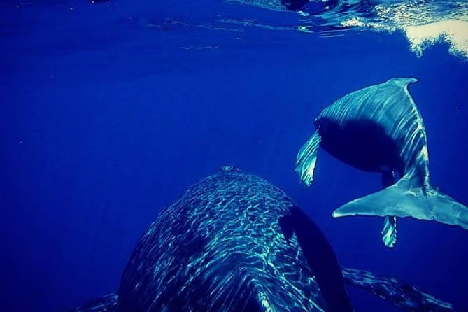 Whale Watch Excursion from the Big Island - Final Thoughts