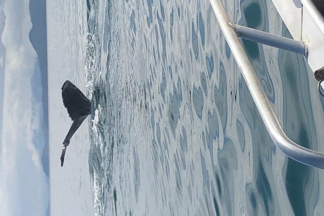 Whale Watching Charters and Bear search through Icy Strat Alaska - FAQ