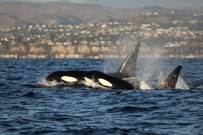 Whale-Watching Cruise from Newport Beach - FAQ