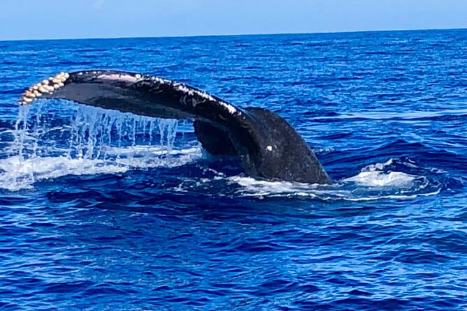 Whale Watching & Late Breakfast Cruise in Honolulu - Who Will Love This Tour?