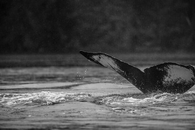 2-Hour Marine Wildlife Tour in Sitka - FAQs about the 2-Hour Marine Wildlife Tour
