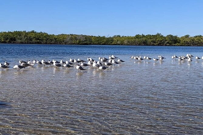2 Hours Kayak Eco Tour in Tarpon Springs - FAQ