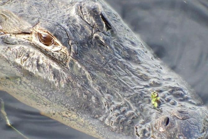 4-Hour Swamp Buggy Adventure Tour in Florida - Pricing and Value