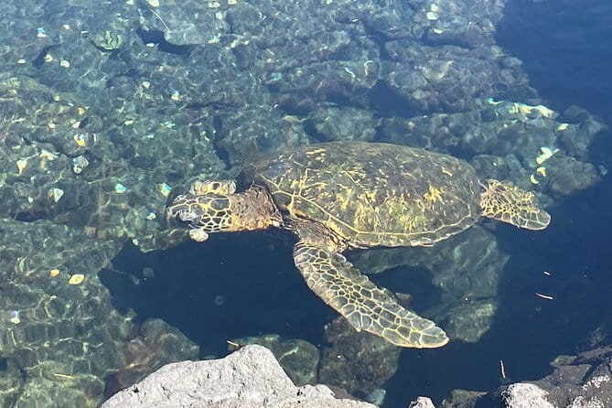 Beach Snorkel - Sea Turtle and Black Sand Lagoon - FAQ