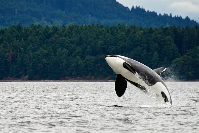 Best of Juneau: Mendenhall Glacier, Whale Watching and Salmon Bake - Who Should Book This Tour?