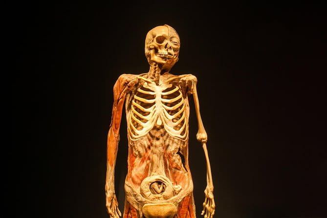 Bodies The Exhibition at the Luxor Hotel and Casino - Who is this experience best suited for?