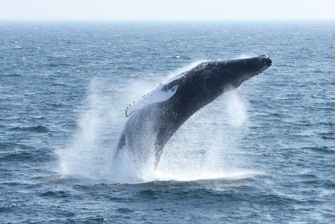 Boston Whale Watching Cruise by High-Speed Catamaran - Who Should Consider This Tour