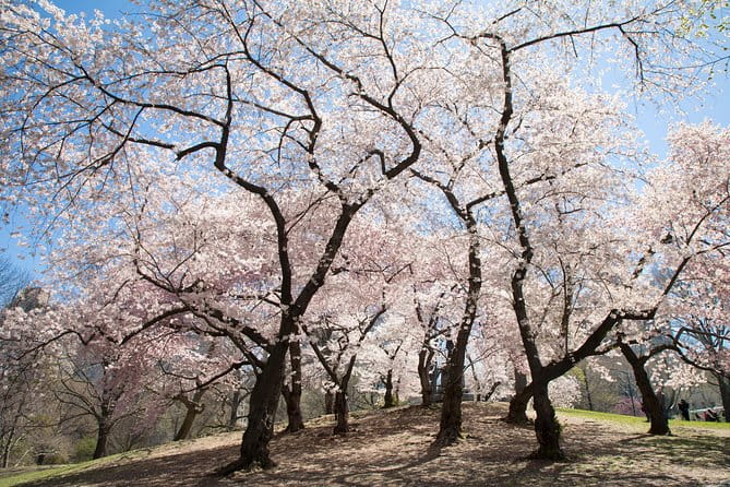 Central Park Photography Tour with Local Photographer - Practical Tips for Participants