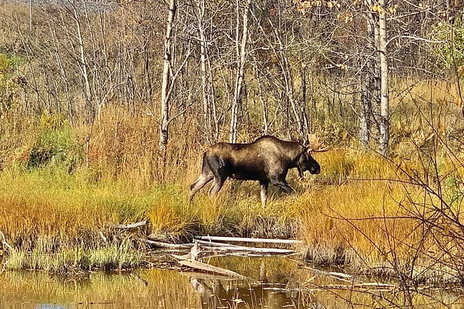Chugach State Park Nature Walk - Authentic Feedback from Participants