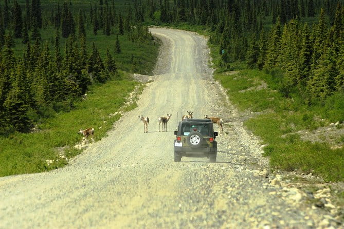 Denali Highway Jeep Excursion - Frequently Asked Questions