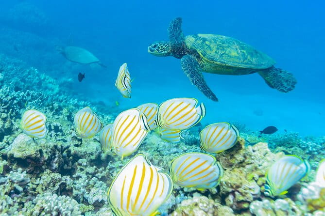 Discover the Magic of Coral Garden’s Turtle Town - Maalaea Harbor - The Sum Up