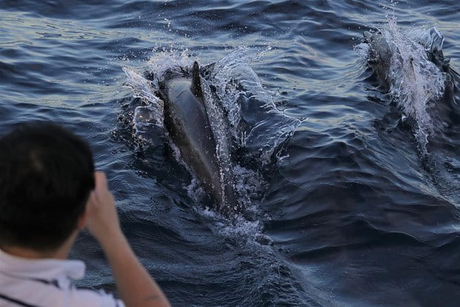 Dolphin and Whale Watching Sunset Cruise - Key Points