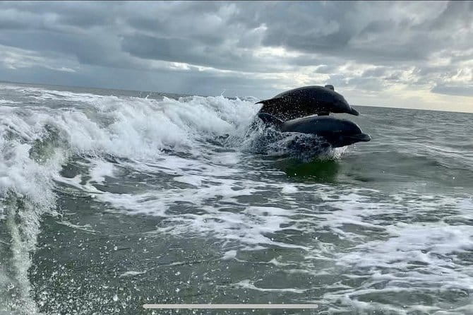 Dolphin Tours - Fort Myers Beach / Naples - Deep Dive into the Itinerary