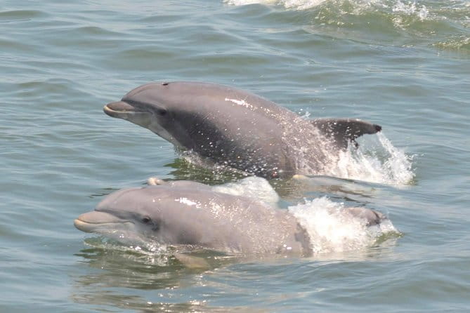 Dolphin Watching around Cape May - FAQ: Practical Questions About the Dolphin Watching Tour