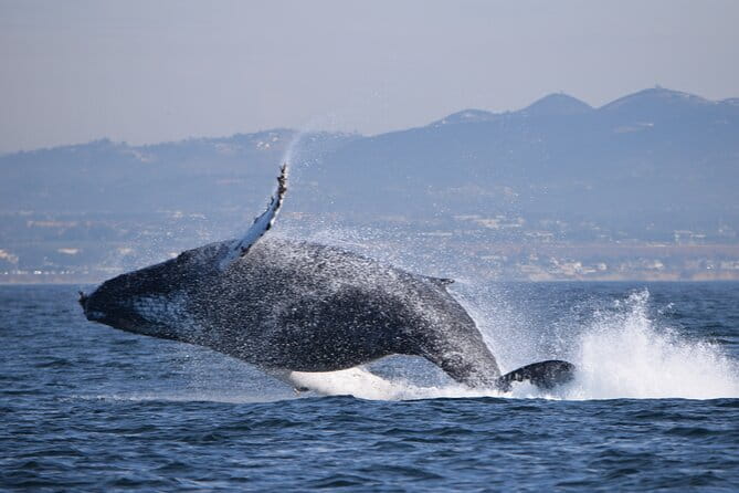 Dolphin & Whale Watching - Who Should Consider This Tour?