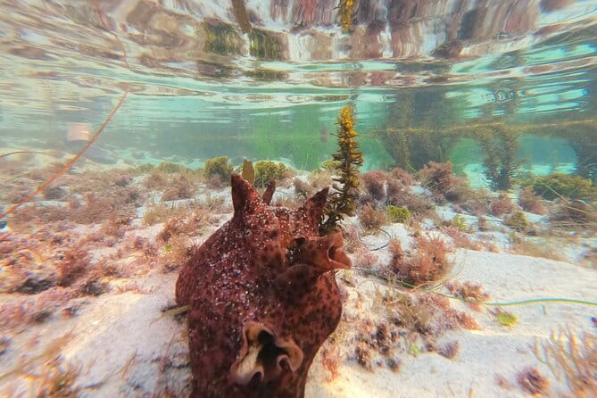 Explore San Diego Tide Pools with a Marine Biologist - FAQs