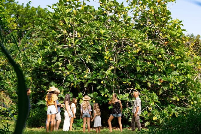Farm and Food Experience in Kilauea - What the Reviews Say