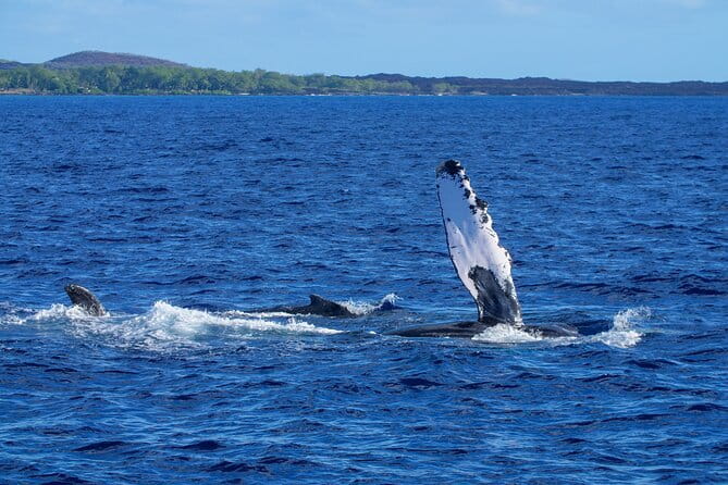 From Maalaea Harbor: Whale Watching Tours Aboard Winona Catamaran - FAQ