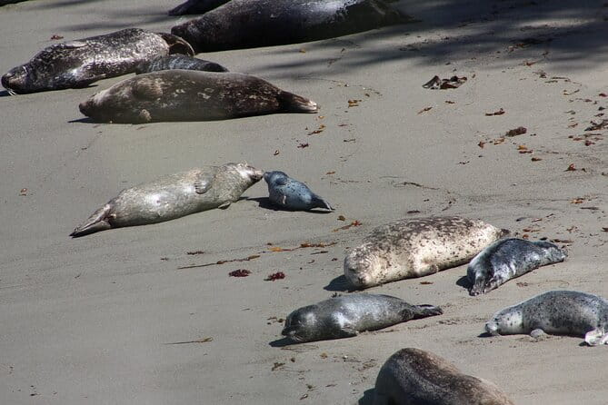 Guided 2-Hour Point Lobos Nature Walk - Practical Details