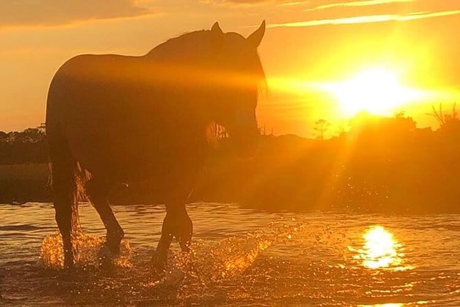Guided Kayak Tour to see ponies, birds, dolphins and more - The Sum Up