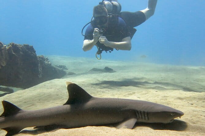 Guided Scuba Dive in Lahaina: Certified - The Final Word: Who Should Book This?
