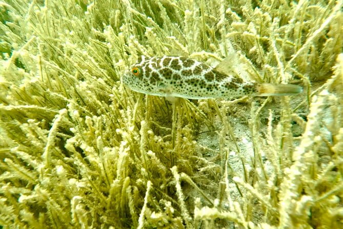 Guided Snorkel Experience, Free Videos in West Palm Beach - The Sum Up: Is It Worth It?
