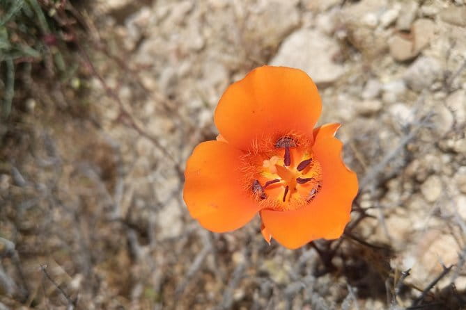 Half-Day Guided Hike in Joshua Tree National Park - Practical Details & Tips