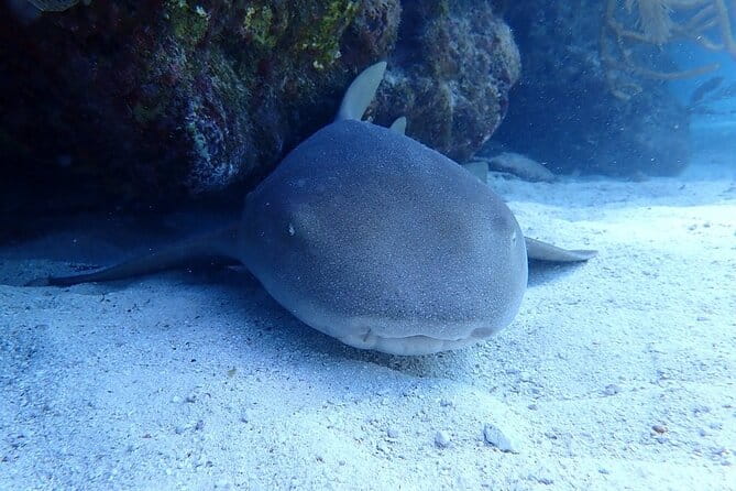 Half Day Scuba Diving Trip in the Florida Keys - The Sum Up
