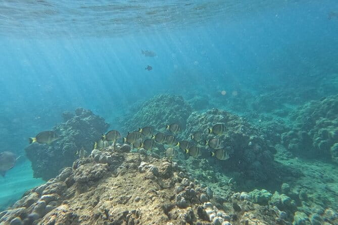 Hanauma Bay Guided Snorkeling Tour with Transportation - The Unique Appeal of Hanauma Bay