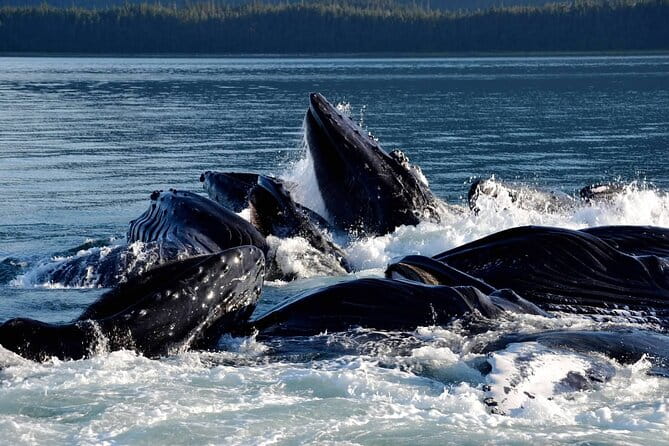 Icy Strait Whale & Wildlife Endeavor - Wrapping It Up