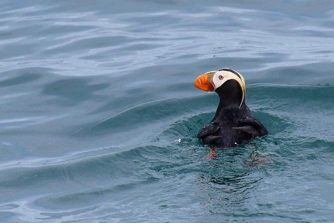 Kenai Fjords Orca Quest Cruise - Practical Tips for Your Trip