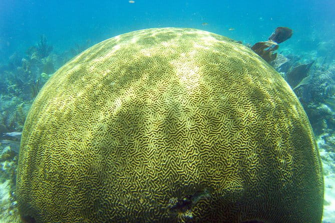 Key Largo Snorkeling Tour - rental mask, fins and vest INCLUDED - Practical Tips for a Smooth Trip
