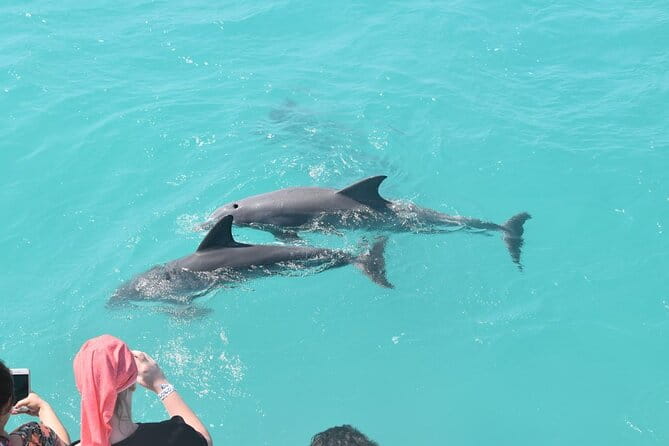 Key West Dolphin and Snorkel Experience - Who Is This Tour Best For?