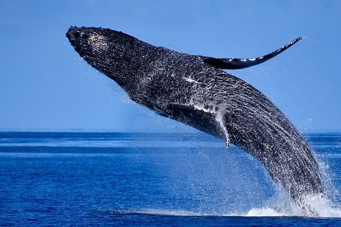 Late-Morning Whale Watch from Kawaihae - Practical Tips for Your Whale-Watching Trip