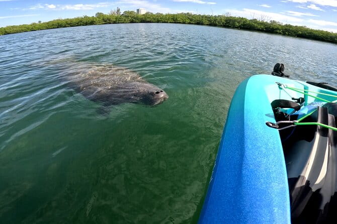 Lido Key Pedal Kayak Tour in Sarasota - Who Will Love This Tour?