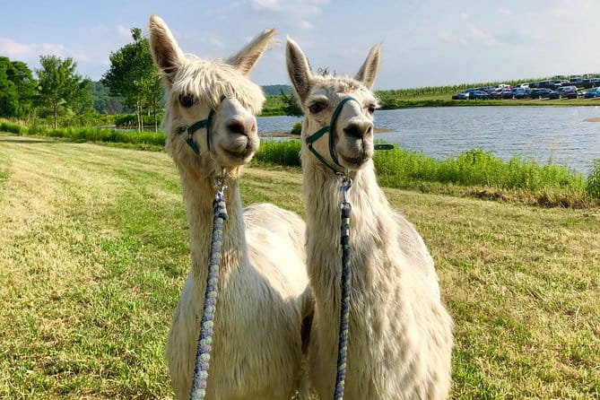 Llama/Alpaca Hike and Farm Tour - Authenticity and Customer Feedback
