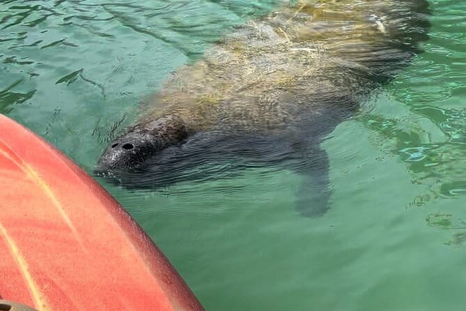 Manatee Discovery Anna Maria Island - Final Thoughts