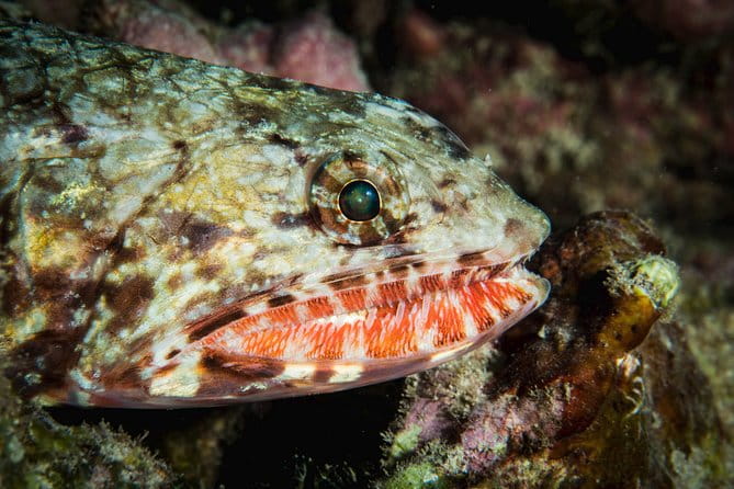 Maui Certified Shore Diving from Lahaina - FAQs