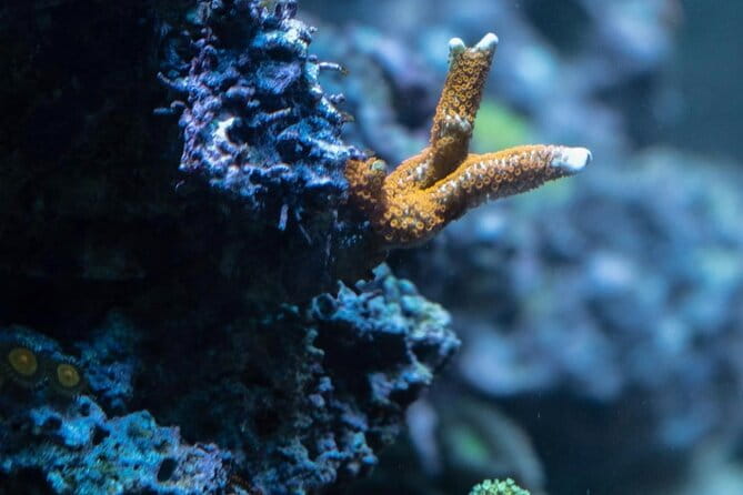 Night-Time Snorkel at TurtleTown with Stars, Lights, and Photos - Final Thoughts: Is This the Night Snorkel for You?