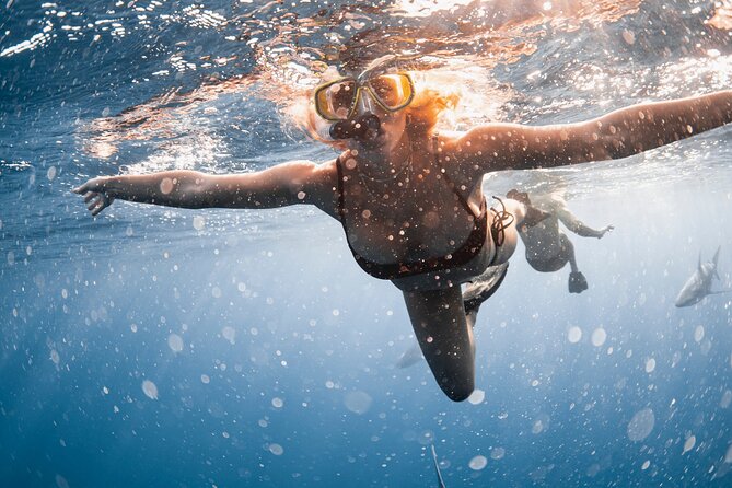 Oahu Open Water Shark Diving Experience - The Sum Up