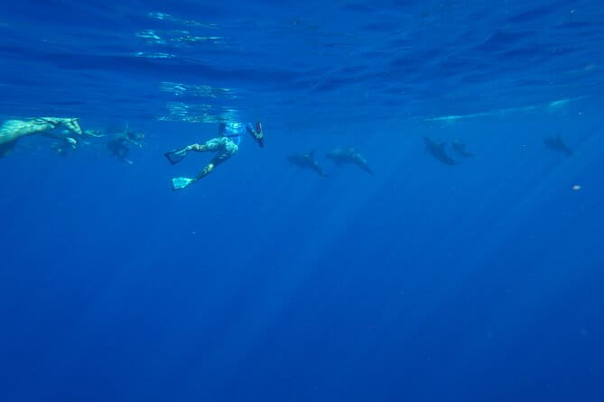 Oahu Swimming with Dolphins Speedboat Adventure - Who Will Love This Tour?