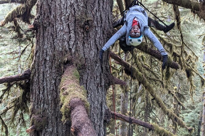 Old-Growth Tree Climbing at Silver Falls State Park - Summary