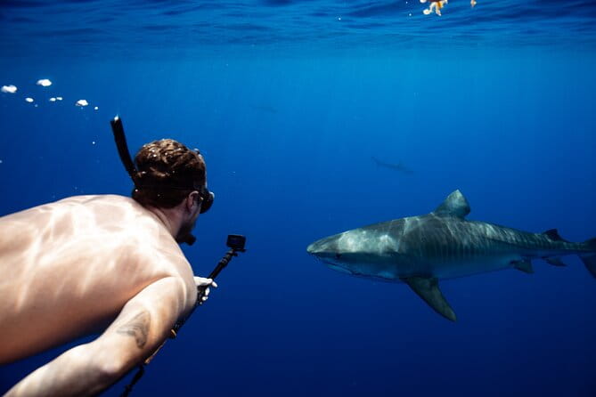 Open Water Shark Dive - FAQ