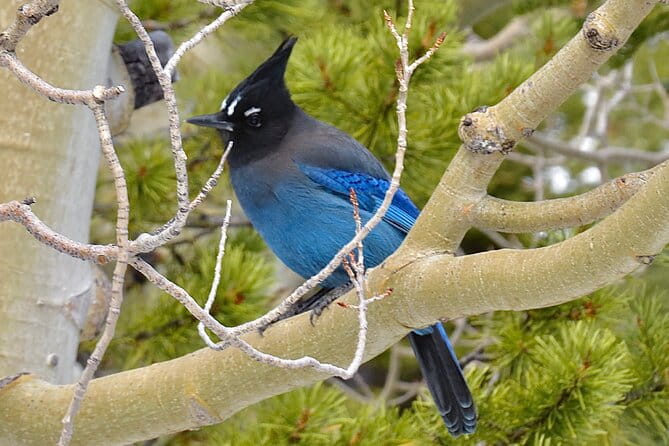 Private Birding Hike in Rocky Mountain National Park - Who Will Love This Experience?