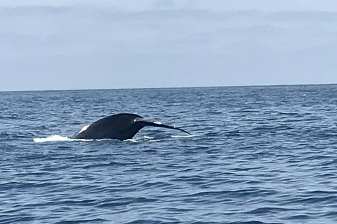 Private Family Whale & Dolphin Adventure in San Diego - FAQ