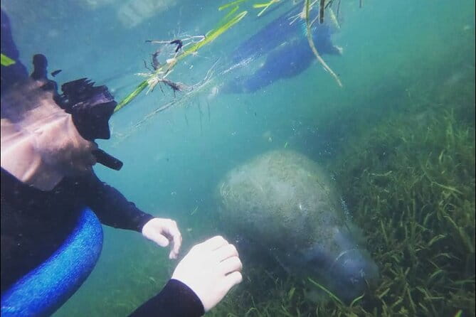 Private Manatee Snorkeling Tour - Who Should Consider This Tour?